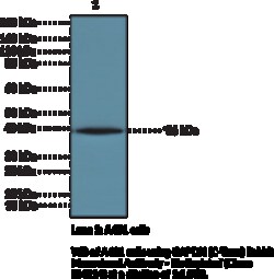 Cayman Chemical&nbsp;GAPDHC-Term RabbIt Monclo 50uL