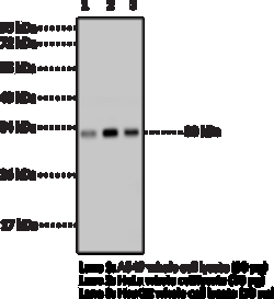 Cayman Chemical&nbsp;InTRleukIn6 MoncLNal ntI 100uL
