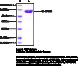 Cayman Chemical&nbsp;41BBCD137 EXrAClular Dom 100ug