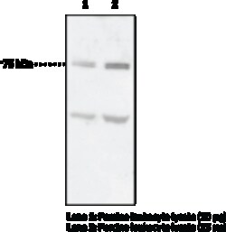 Cayman Chemical&nbsp;12-Lipoxygenase  leukocyte-ty