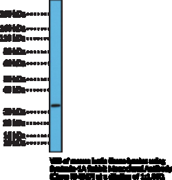 Cayman Chemical&nbsp;SyntaxIn1A RabbIt MoncLNal