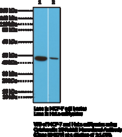 Cayman Chemical&nbsp;CytokRatIn 18 RabbIt Monclo