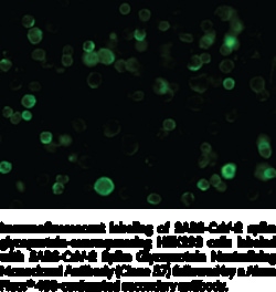 Cayman Chemical SARSCoV2 SpIke GlycoproteIn