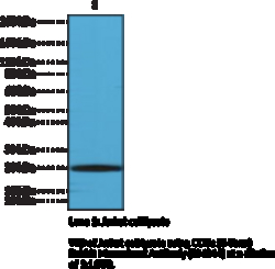 Cayman Chemical&nbsp;CD3εCTerm RabbIt Monclon 100uL