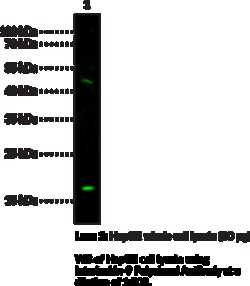 Cayman Chemical&nbsp;InTRleukIn9 PolycLNal ntI 50uL