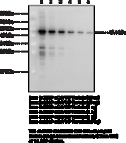 Cayman Chemical SARSCoVSARSCoV2 Nucleocap 50uL