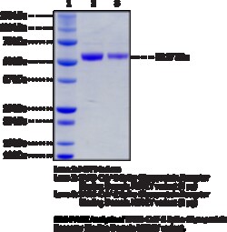 Cayman Chemical SARSCoV2 SpIke GlycoproteIn