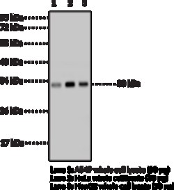 Cayman Chemical&nbsp;InTRleukIn6 MoncLNal ntI 200uL