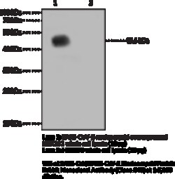 Cayman Chemical SARSCoVSARSCoV2 Nucleocap 50uL