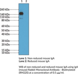 Cayman Chemical&nbsp;IgAmouse RabbIt Monclonal 50ug
