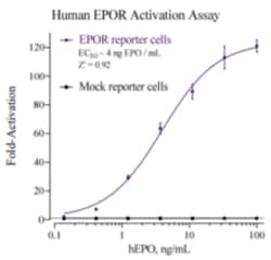 Cayman Chemical Humn RythropoIetIn Receptr 384