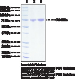 Cayman Chemical NADPH Cytochrome P450 50ug