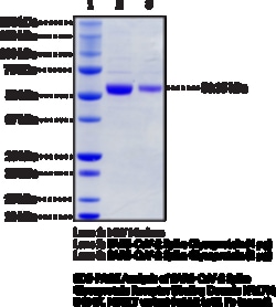 Cayman Chemical SARSCoV2 SpIke GlycoproteIn