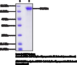 Cayman Chemical SARSCoV2 SpIke GlycoproteIn