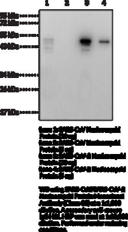 Cayman Chemical SARSCoVSARSCoV2 Nucleocap