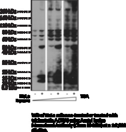 Cayman Chemical&nbsp;ACtyl LysIn MoncLNal ntI 100ug