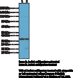 Cayman Chemical&nbsp;Caspase3 RabbIt MoncLNal A