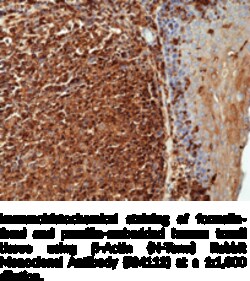 Cayman Chemical&nbsp;-ActIn-Term RabbIt Monc 100uL