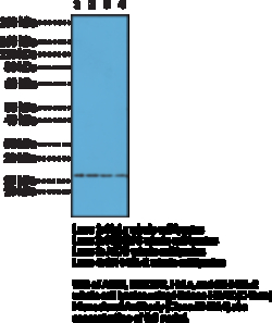Cayman Chemical&nbsp;HIston H2AXC-Term Monclo 100ug