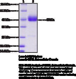 Cayman Chemical&nbsp;GITRL EXrAClular DomaInh 100ug