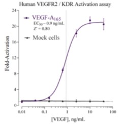 Cayman Chemical Humn Vascular EndothelIal Gr