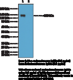 Cayman Chemical&nbsp;IgG2amouse Monclonal ntI 100ug