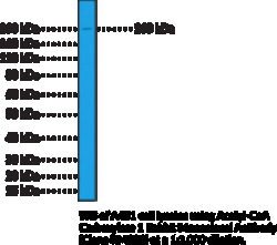 Cayman Chemical&nbsp;ACtylCoA Carboxylase 1 Rabb