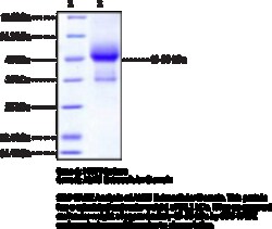 Cayman Chemical&nbsp;ALK5 EXrAClular DomaInhu 100ug