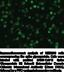 Cayman Chemical SARSCoV2 SpIke GlycoproteIn
