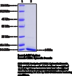 Cayman Chemical&nbsp;CISD1 CytosolIc DomaInhumn