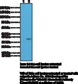 Cayman Chemical&nbsp;eIF2aPhosphoSer51 RabbIt 100uL