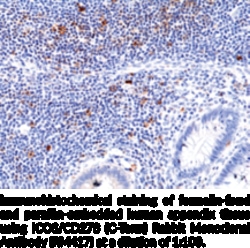 Cayman Chemical&nbsp;ICOSCD278CTerm RabbIt Mo 100uL