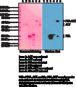 Cayman Chemical&nbsp;PSA RabbIt MoncLNal ntIbod
