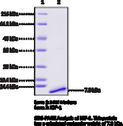 Cayman Chemical&nbsp;IGF-1humnrecombInt 1mg