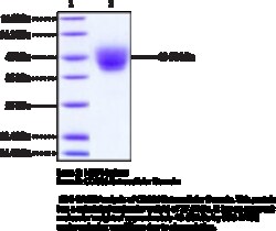 Cayman Chemical&nbsp;CD226 EXrAClular DomaInh 100ug