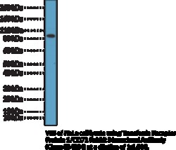 Cayman Chemical TrnsfRrIn RECPTR ProteIn 100uL
