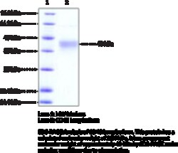 Cayman Chemical&nbsp;CD48 Long Isoformhumnrec 100ug