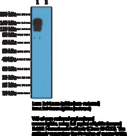Cayman Chemical IgG2cmouse RabbIt MoncLN 100ug
