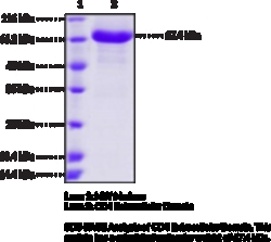 Cayman Chemical&nbsp;CD4 Extracelular DomaInhum 1mg