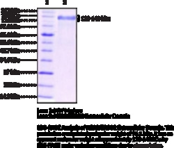 Cayman Chemical&nbsp;HR2RBB2 EXrAClular Doma 100ug