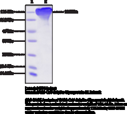 Cayman Chemical SARSCoV2 SpIke GlycoproteIn