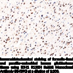 Cayman Chemical&nbsp;IDH1 R132H RabbIt MoncLNal