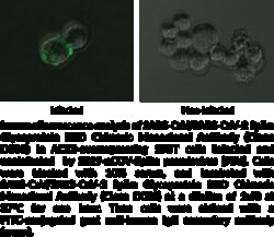 Cayman Chemical SARSCoVSARSCoV2 SpIke Gly