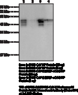 Cayman Chemical SARSCoVSARSCoV2 Nucleocap 50uL