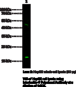 Cayman Chemical&nbsp;InTRleukIn9 PolycLNal ntI