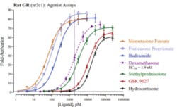 Cayman Chemical&nbsp;Rat GlucocortIcoId RECPTR R