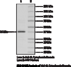 Cayman Chemical&nbsp;Mcl1L CytoplasmIc DomaInhu