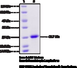 Cayman Chemical Somatotropin Long Isoform  hu