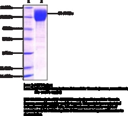 Cayman Chemical B71CD80 LNg Isoform EXrac