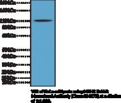 Cayman Chemical&nbsp;MSH2 RabbIt MoncLNal ntIbo